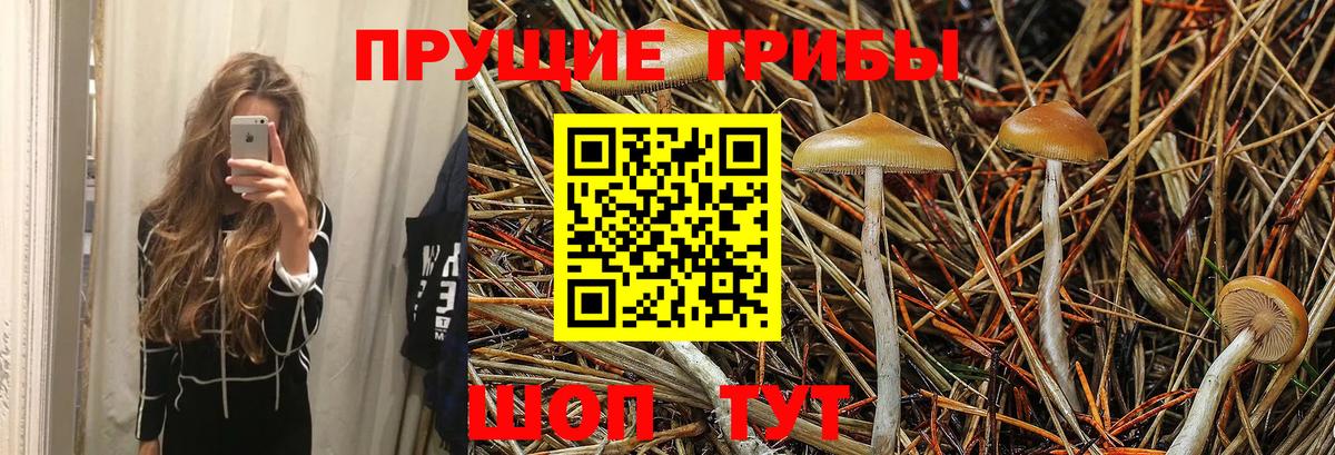Псилоцибиновые грибы Psilocybine cubensis Александров