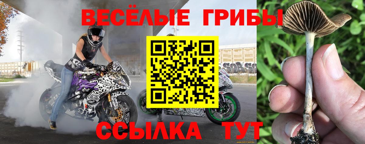 Псилоцибиновые грибы мицелий  Вход с VPN  Псилоцибиновые грибы ЛСД  Александров 